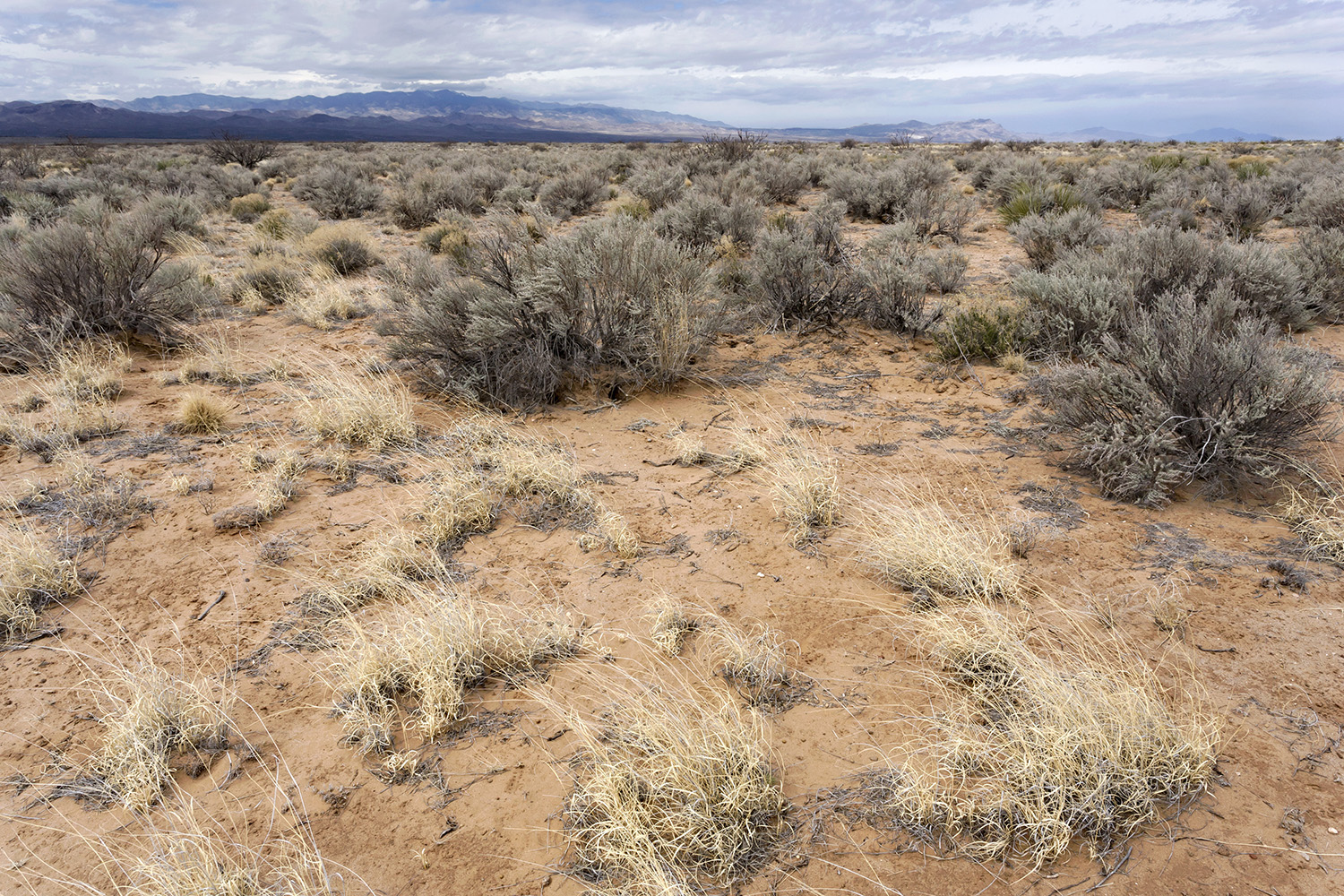 Brushland habitat