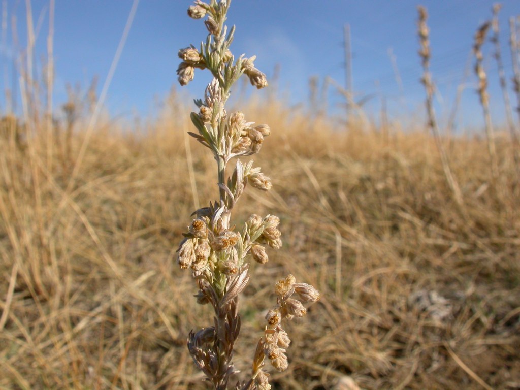 Dry inflorescence showing arrangement of flowers along the stalk