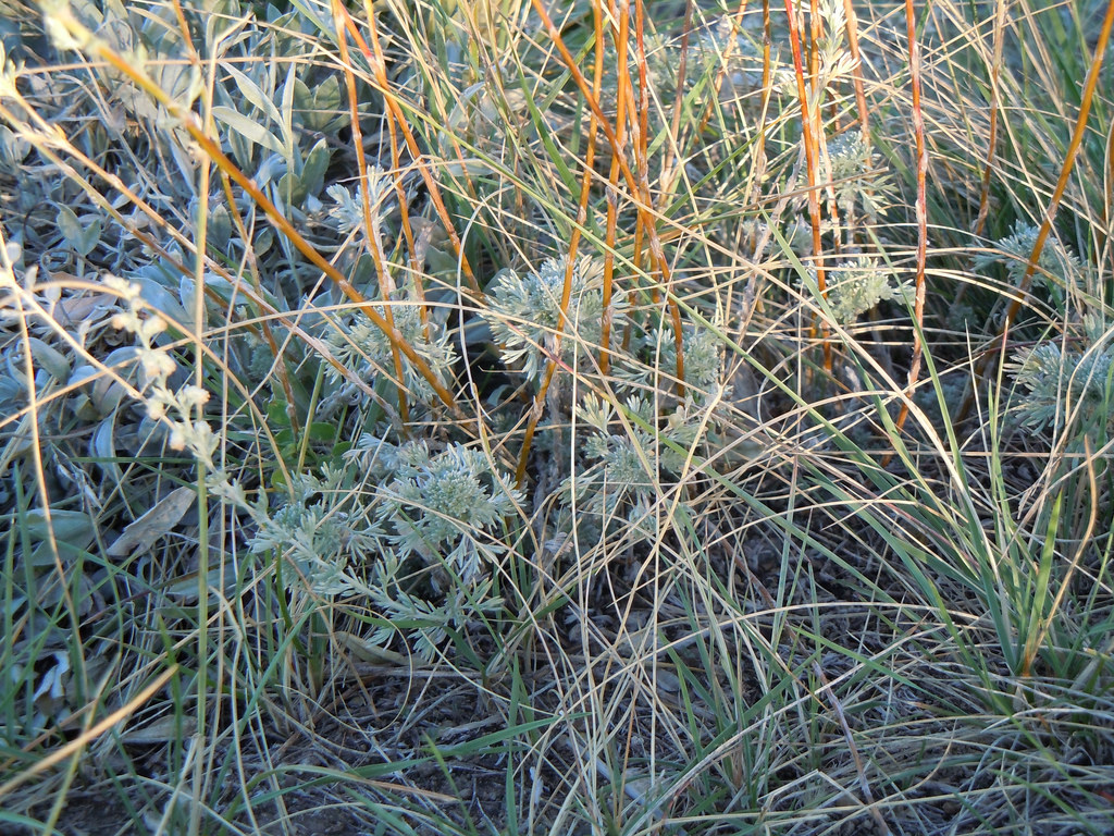 Young plants with fringed foliage growing among grasses