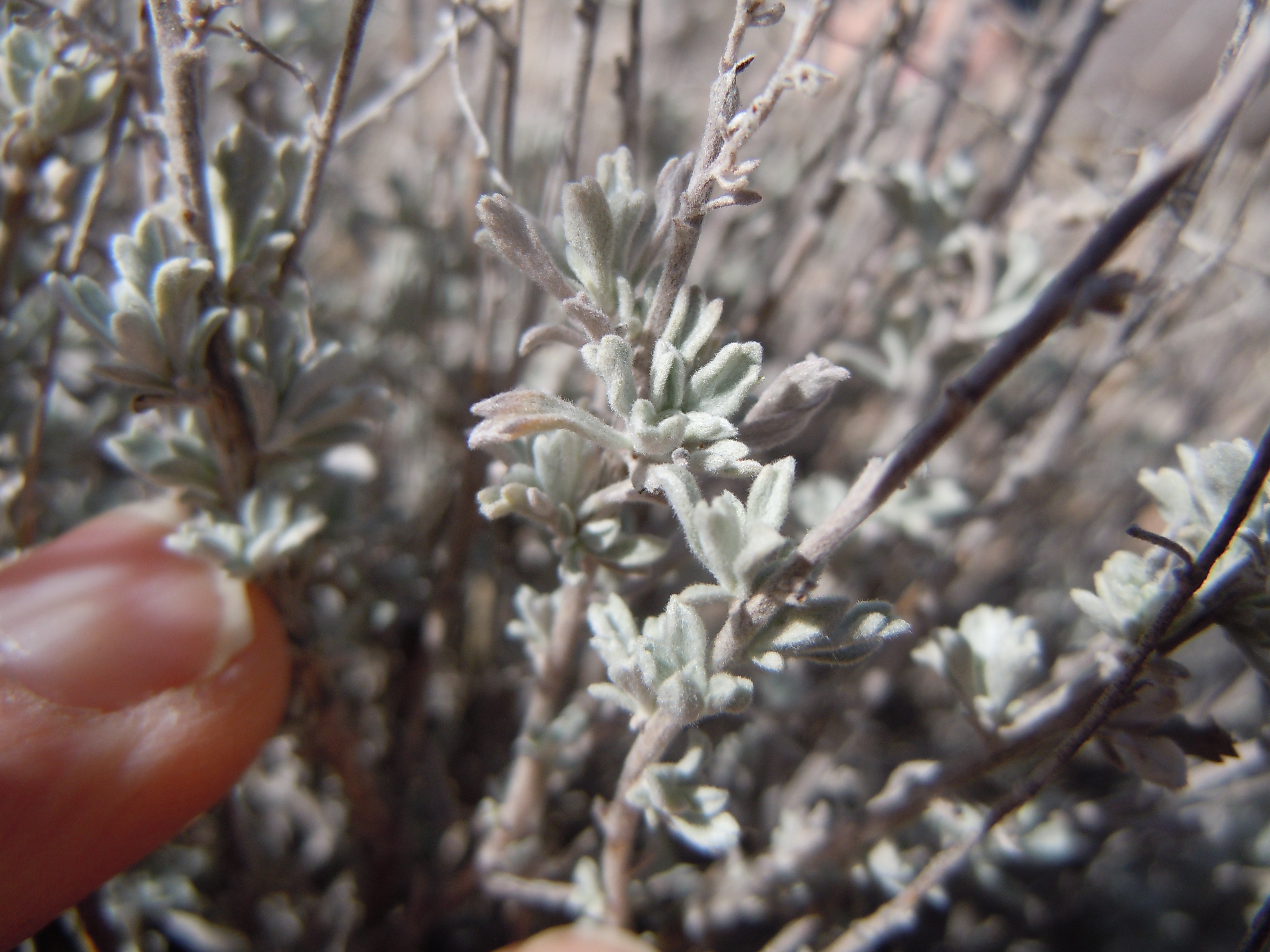 Dusty green foliage on slender twigs