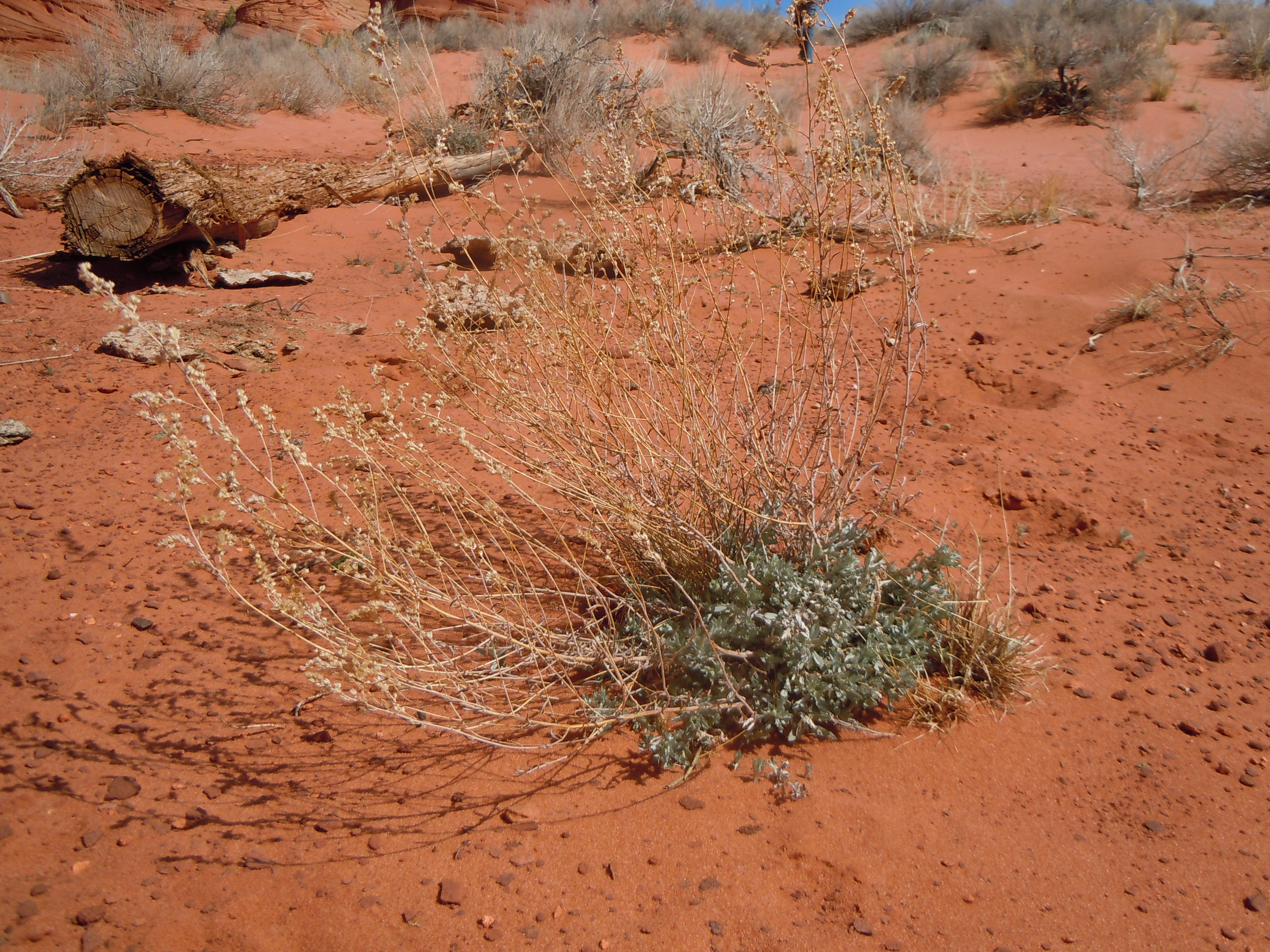 Entire plant growing in situ