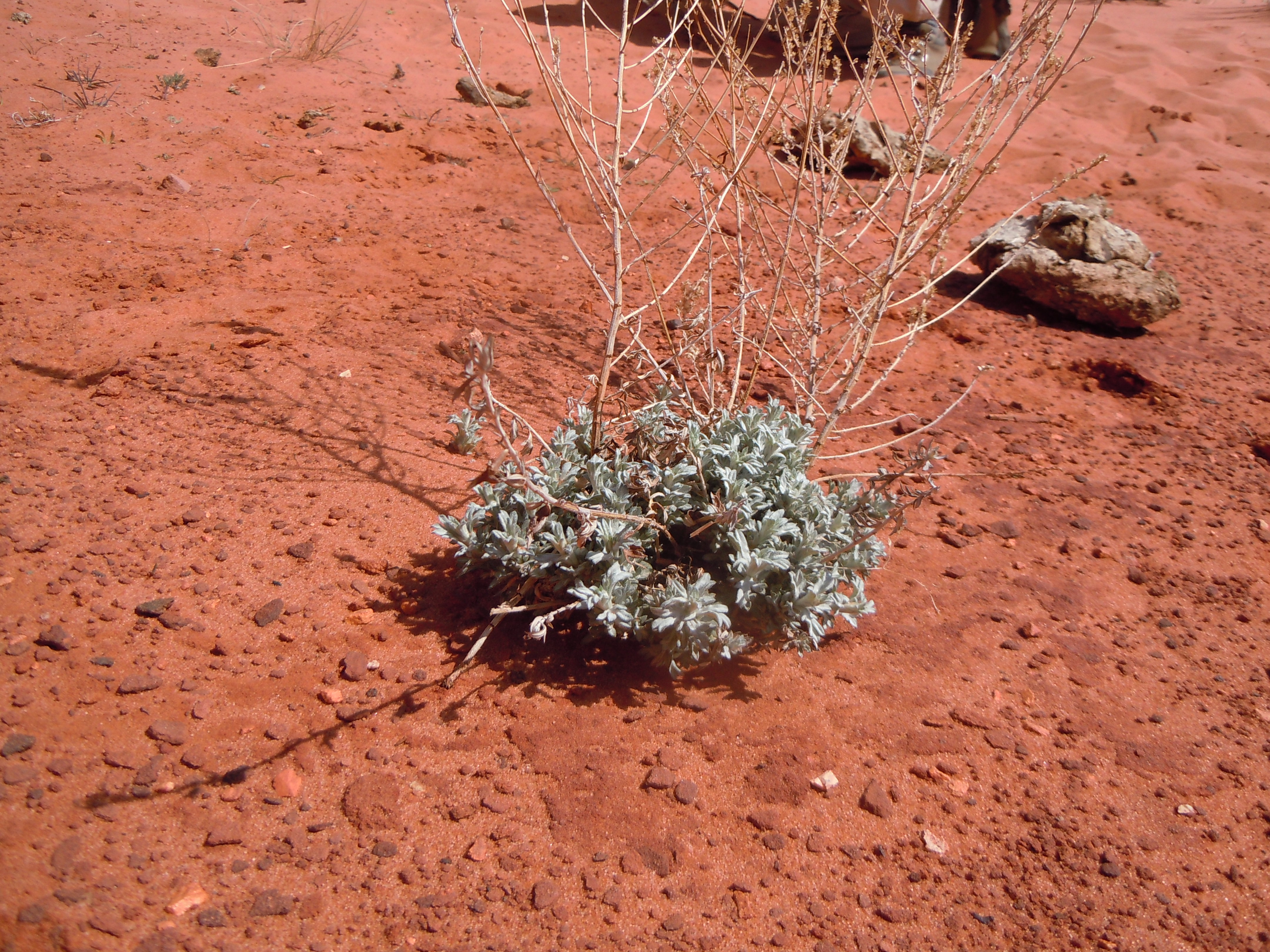 Growth habit of entire plant showing low shrubbiness