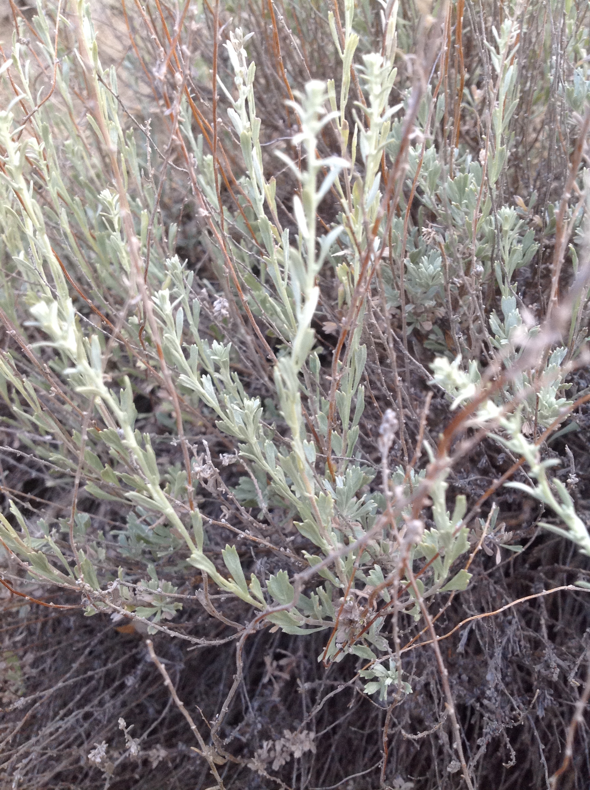 Slender twigs with tridentate foliage