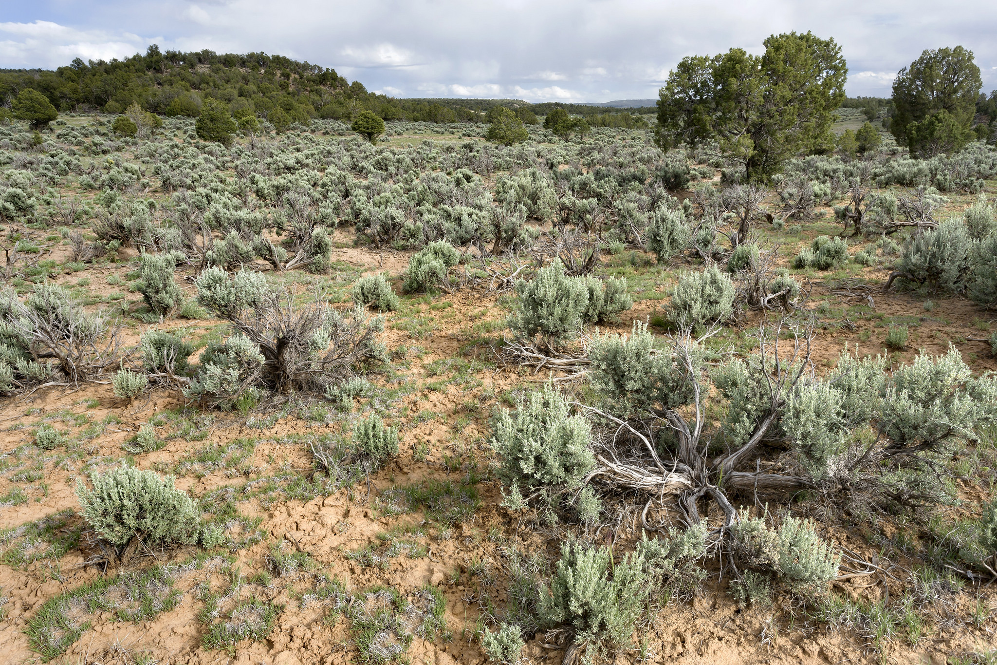 Characteristic twisty trunks of several sagebrush plants