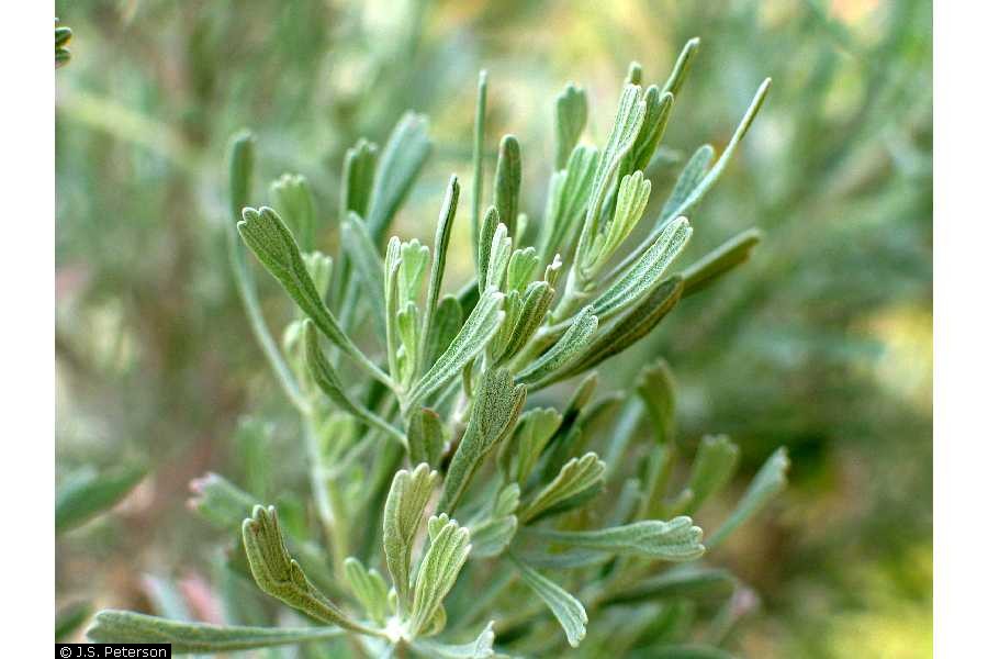 Tender foliage tips showing new growth