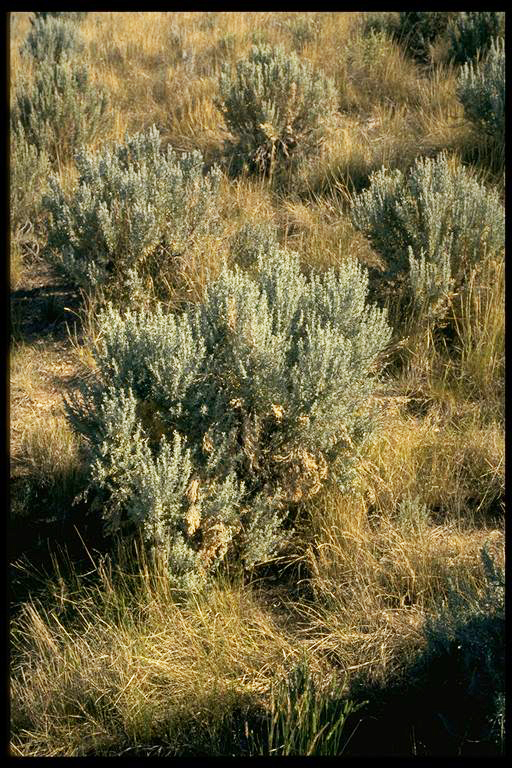 Typical bushy habit of sagebrush