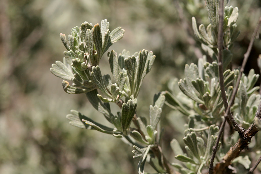 Foliage at tips of twigs