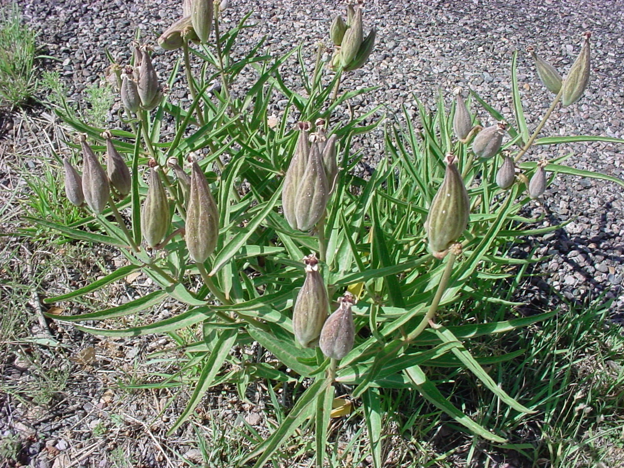 Bulbous seedpods and foliage during growing season