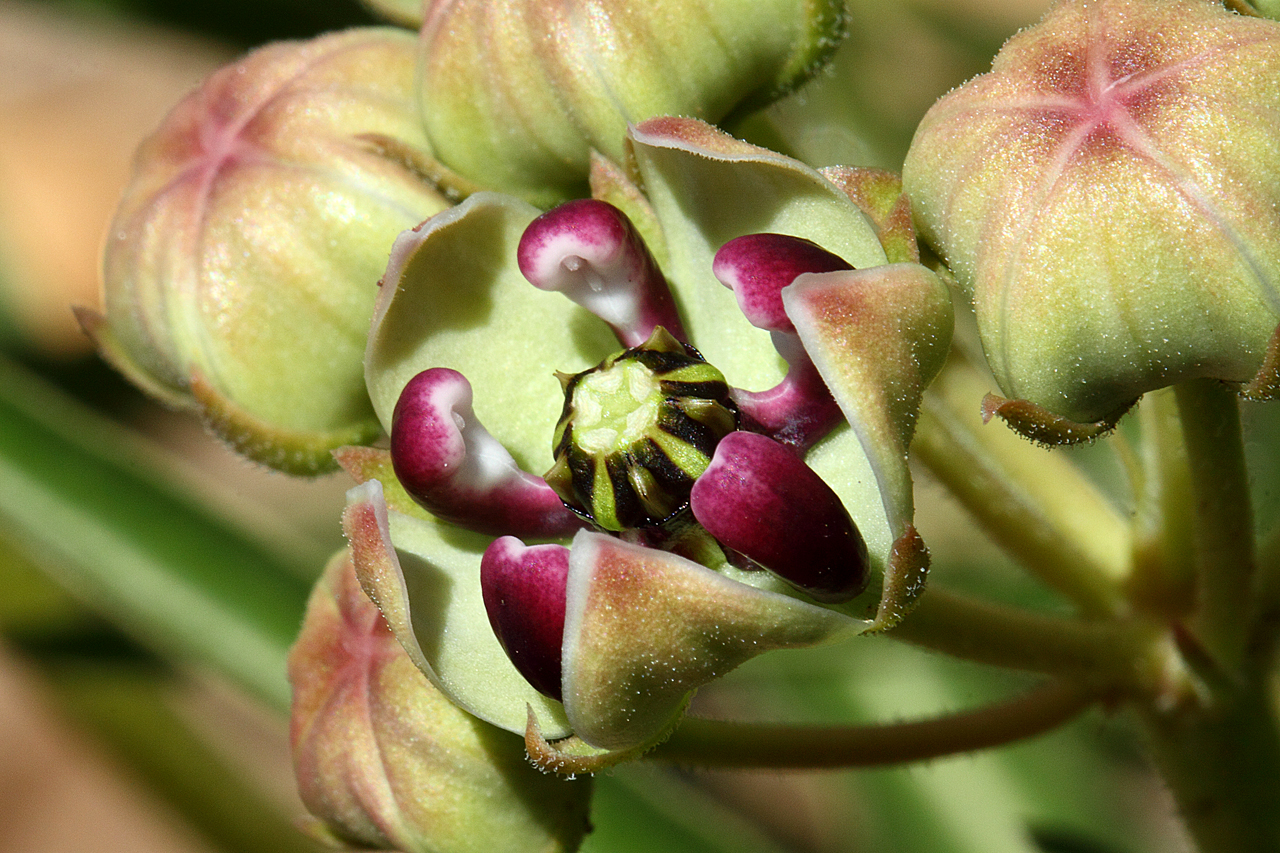 Close-up of flower showing purple hoods and green-white corolla lobes
