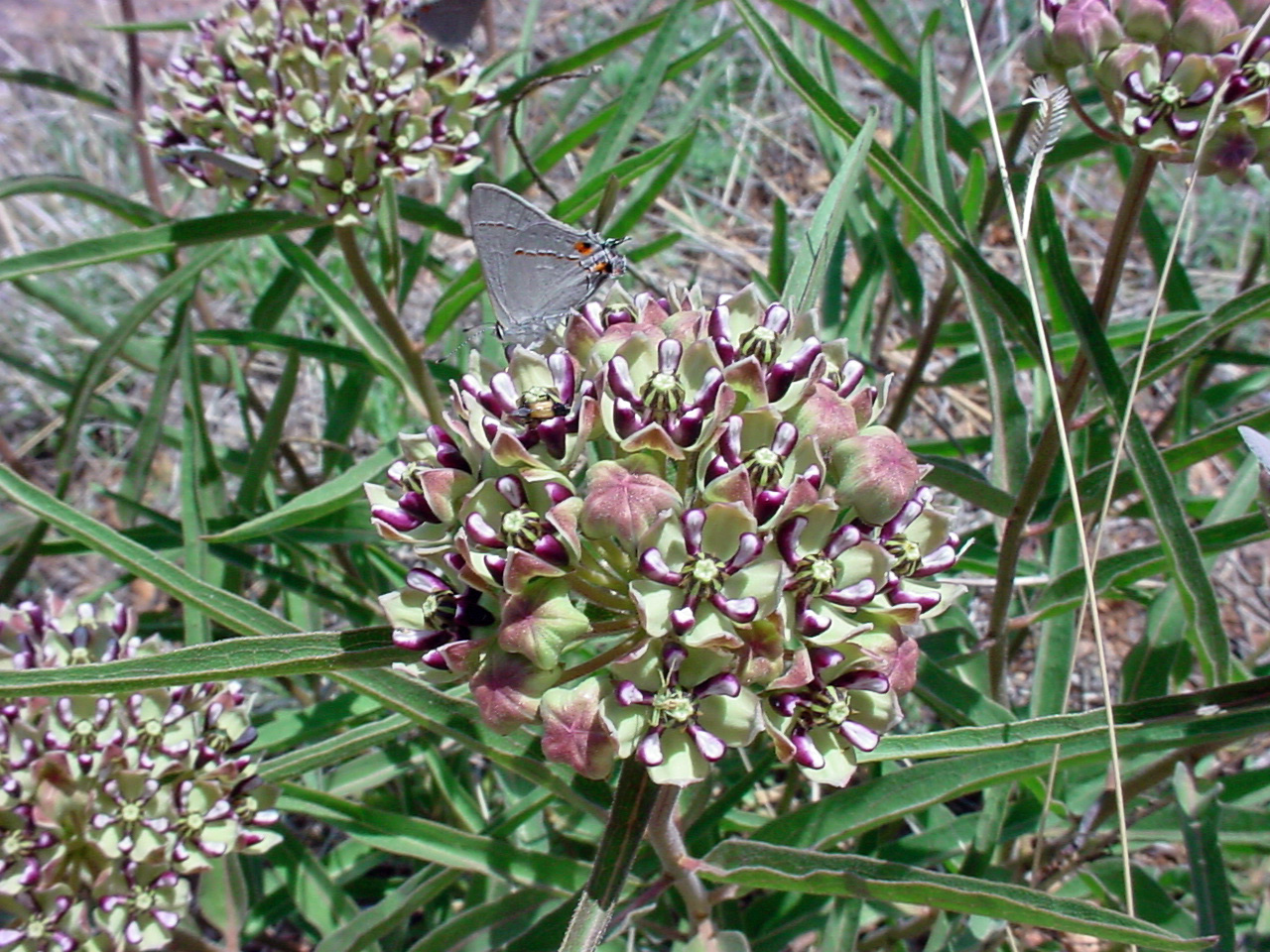 Globular flower cluster arrangement