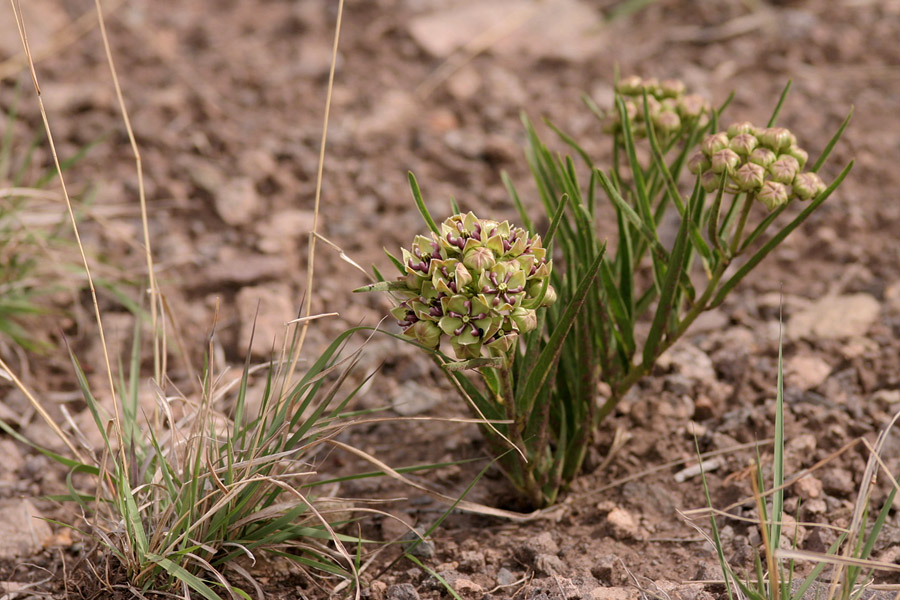 Plant with upright foliage and round flower clusters