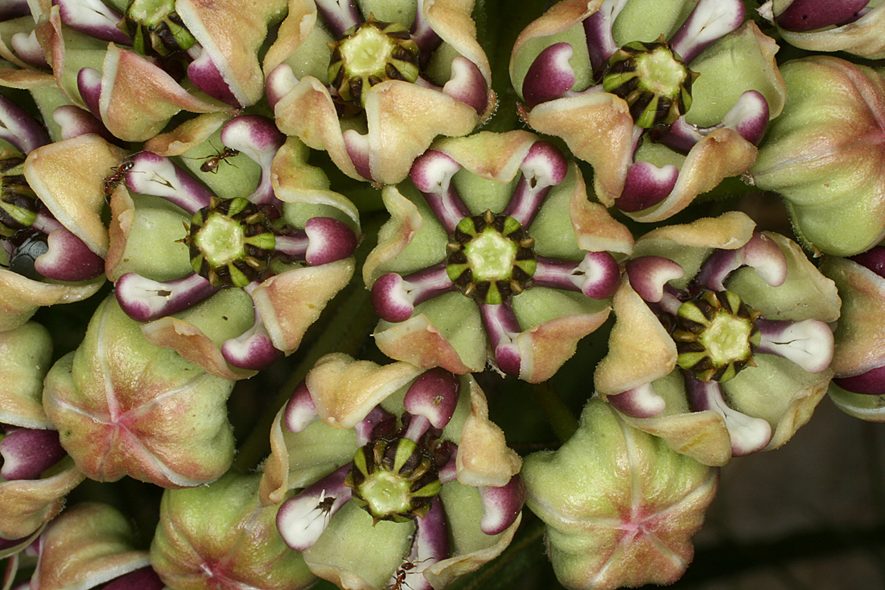 Close-up of Asclepias asperula showing purple hoods and green-white corolla lobes