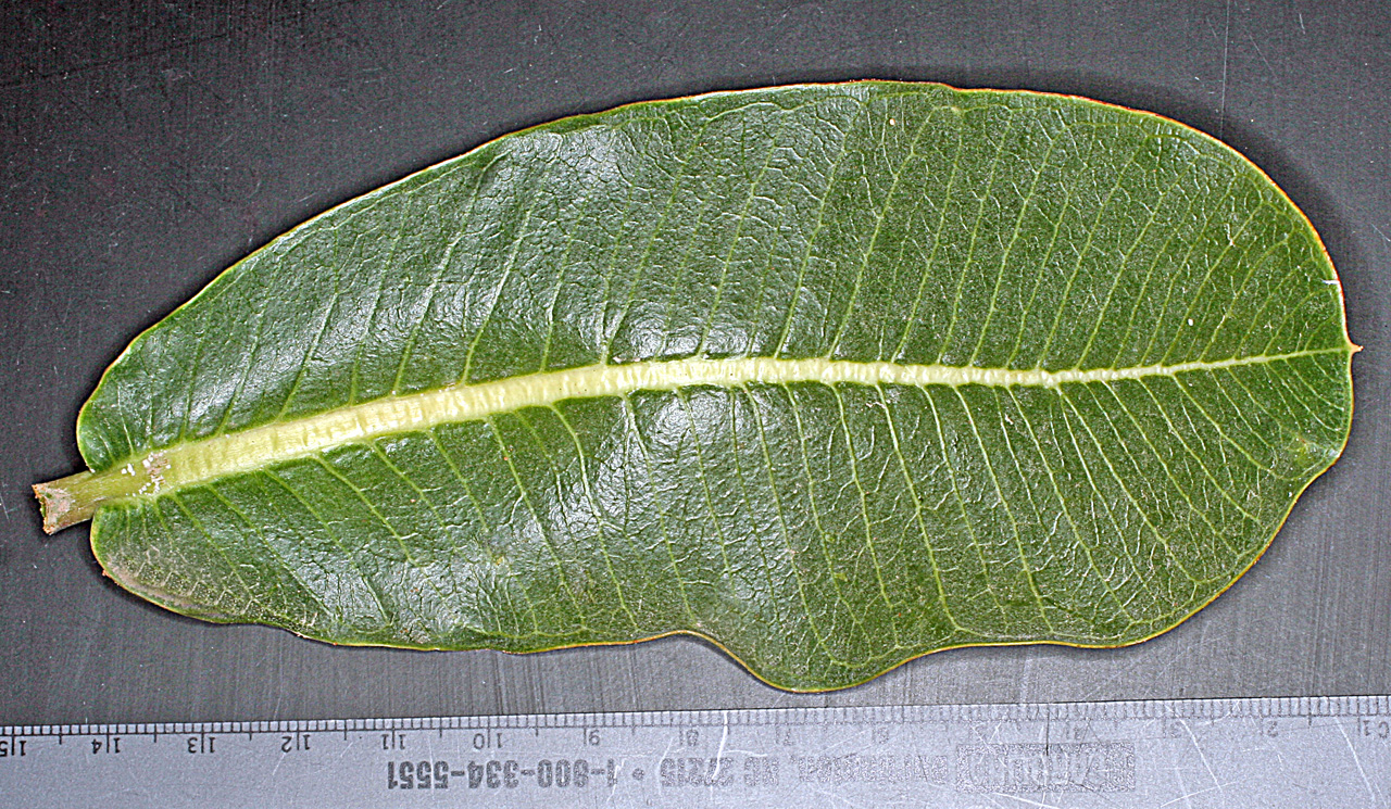 Single, glossy green leaf with prominent veins.