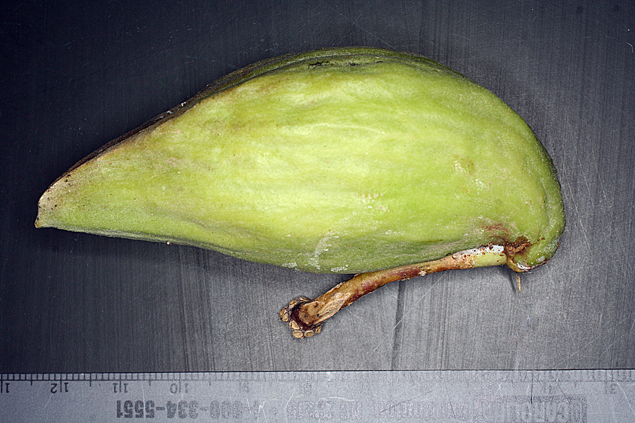 Large pointed pod detached from plant, with woody stem.