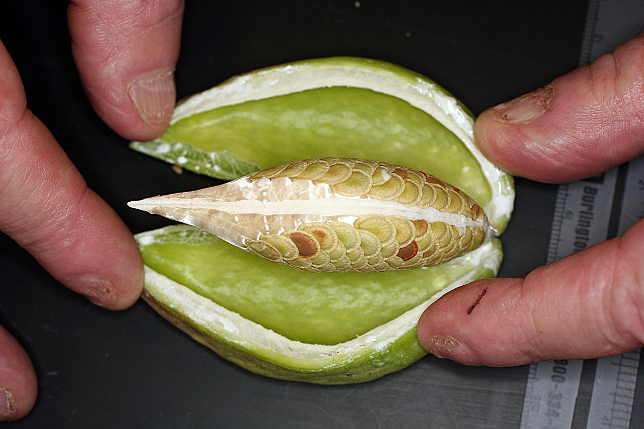 Interior of pod, showing a glossy, tightly wrapped elongated disk.