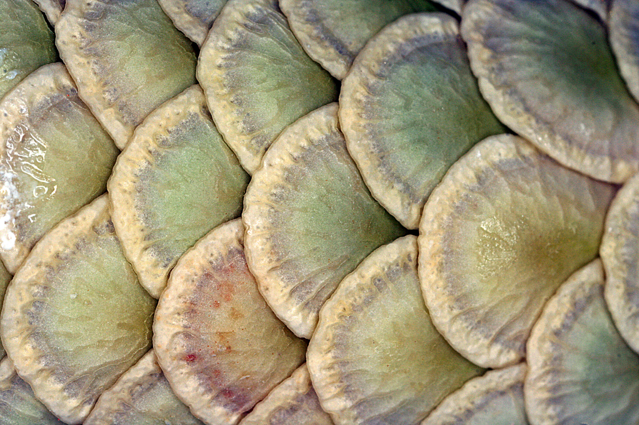 Close-up of the scales of the structure in the interior of the pod.