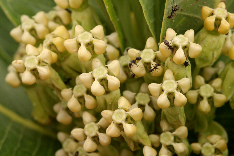Close-up of the flowers of Asclepias latifolia, which are primarily a creamy white