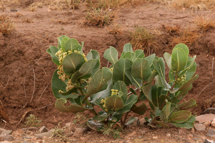 Upright growth habit and broad foliage of Asclepias latifolia