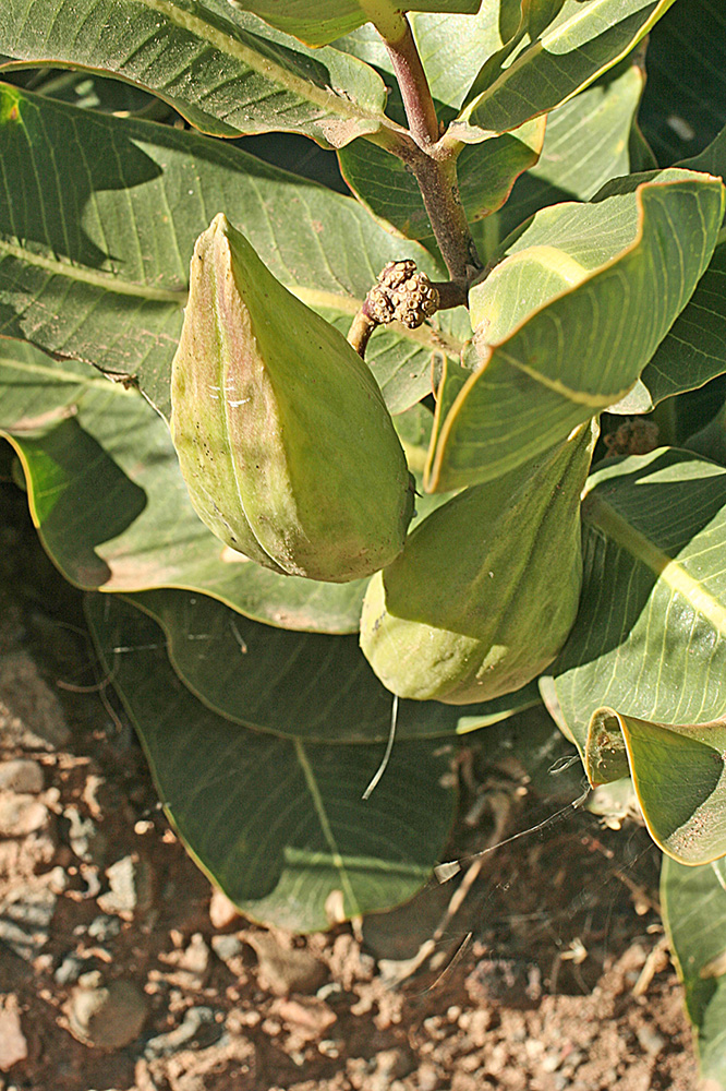 Large pointed pods growing from glossy light green foliage.