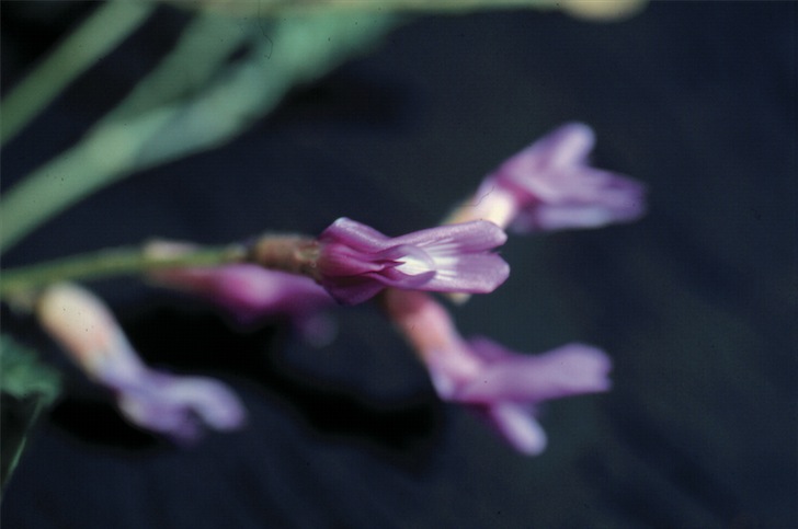 Purple flower with some white