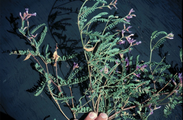 Stems and leaflets with purple flowers