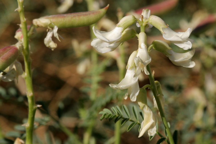 White flowers with characteristic curved, slightly tubular shape of flowers in the pea family