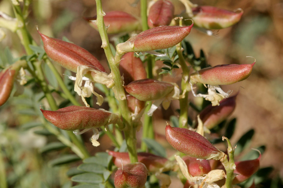 Reddish-brown, beanlike seedpods along stem with foliage