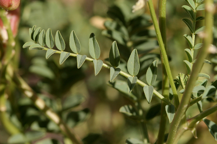 Stem and foliage with small leaflets