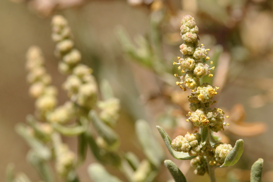 Staminate (male) flowers forming a dense spike at the end of a branch