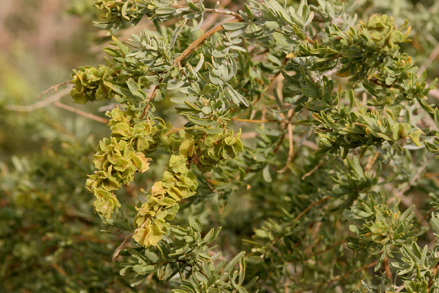 Foliage and seeds at the end of a branch