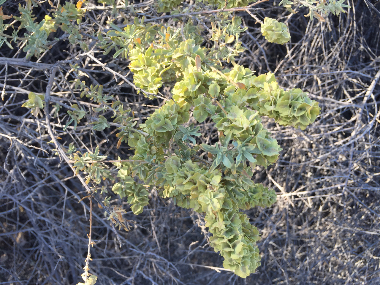 Single branch of a shrub with heavy load of roundish light green/yellow seeds.