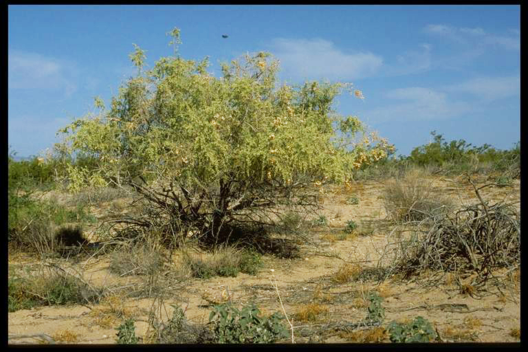 Large green/grayish shrub with round leaves.