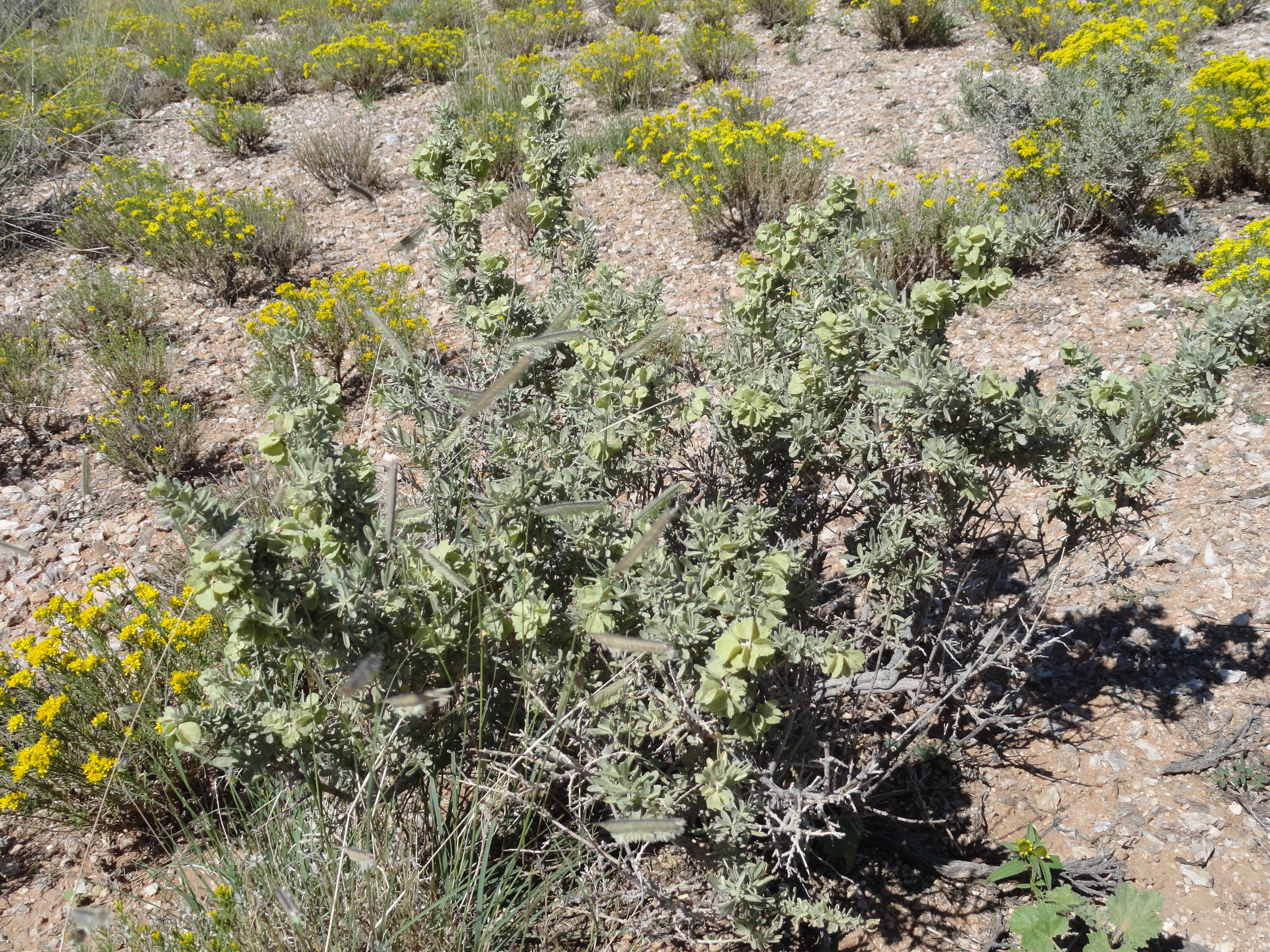 Growth habit, seeds, and brushland habitat