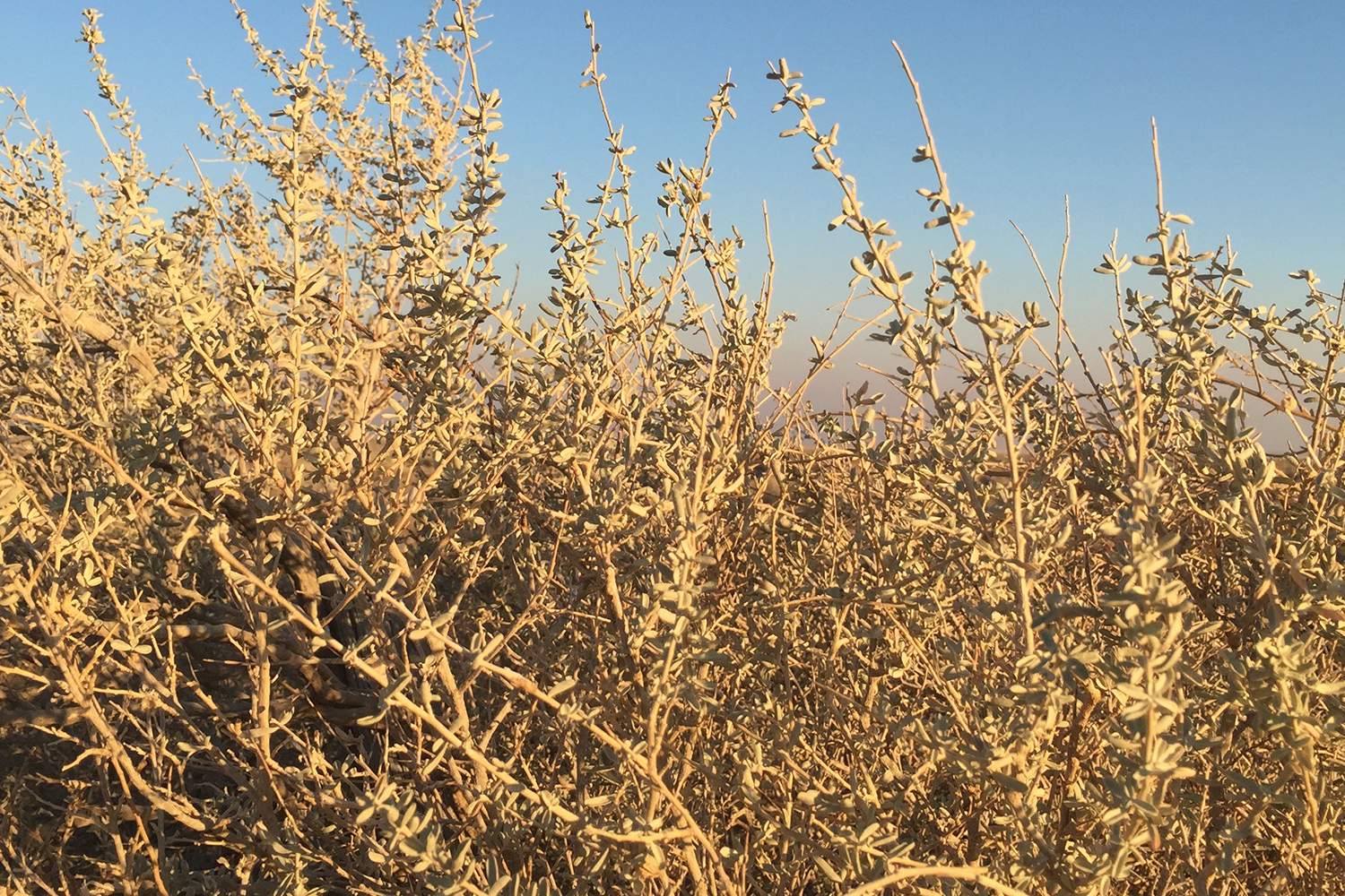 Dense dried growth structure