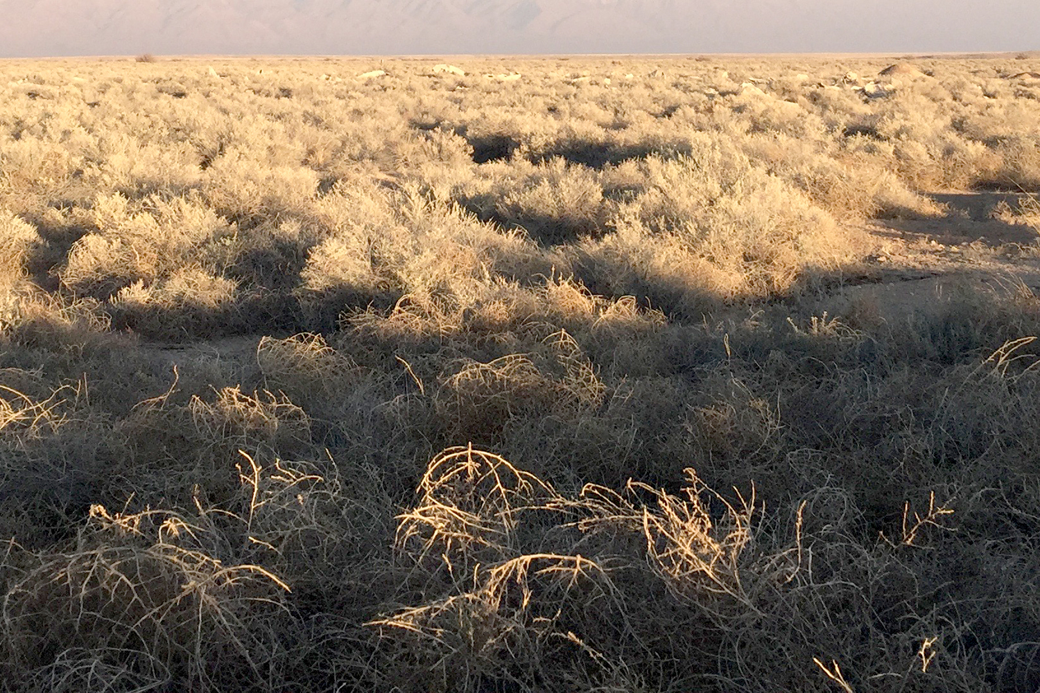 Brushland habitat