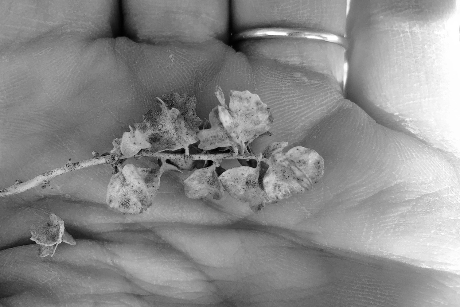 Close-up of seedpods in black-and-white.