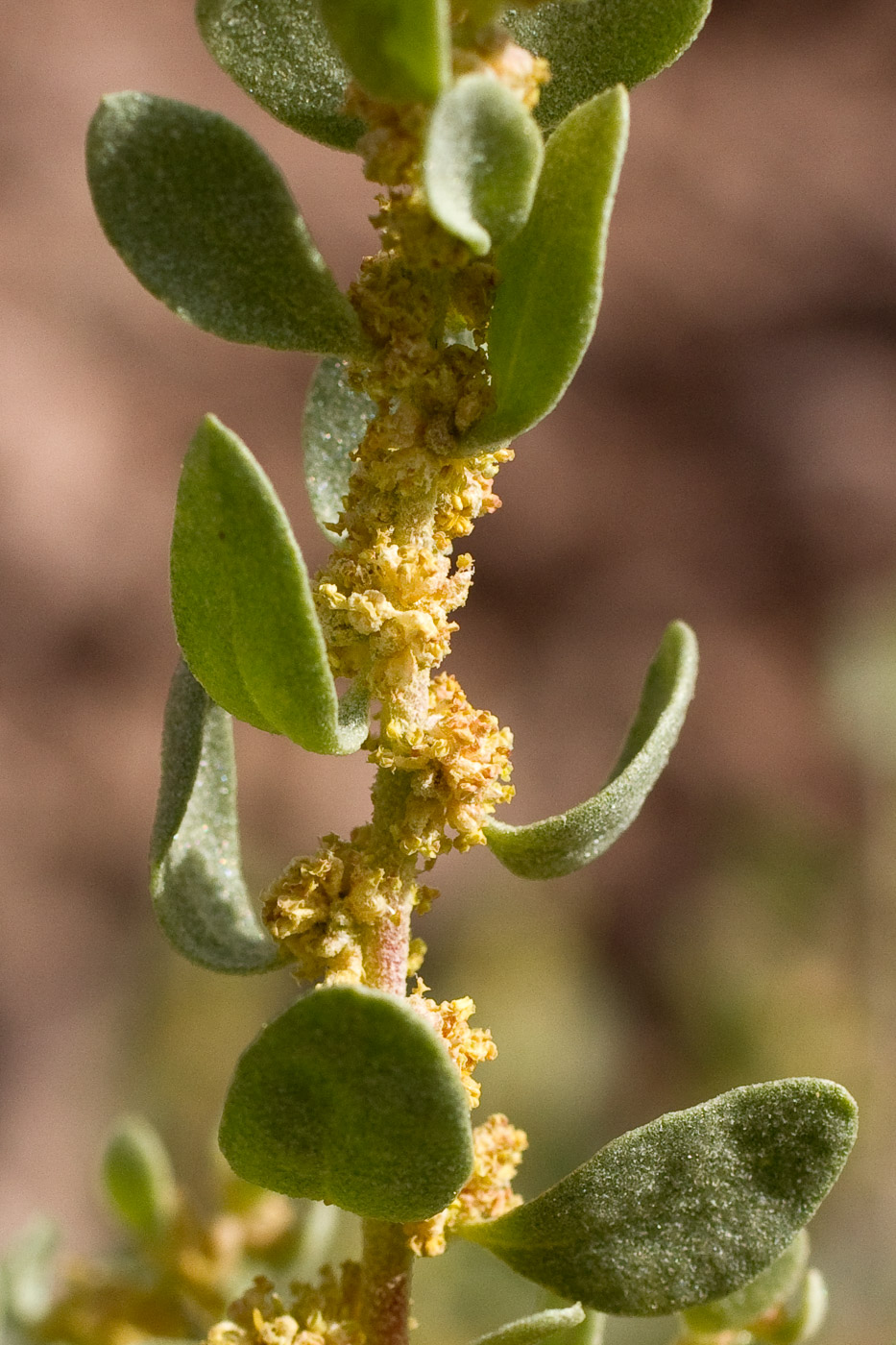 Small yellow flowers adjacent to stem; light green, fuzzy leaves are upturned