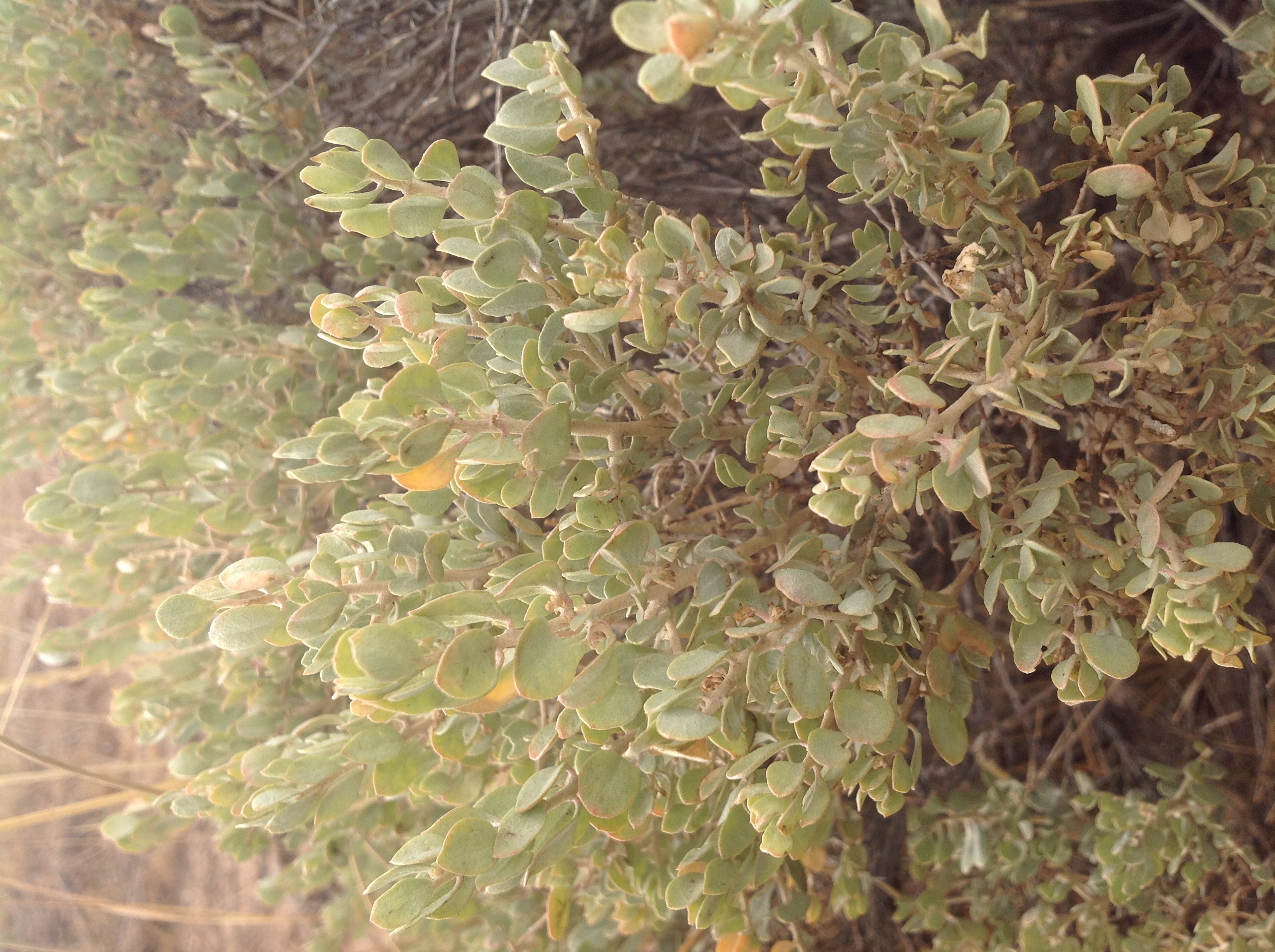 Growth habit with dense branching and plentiful foliage