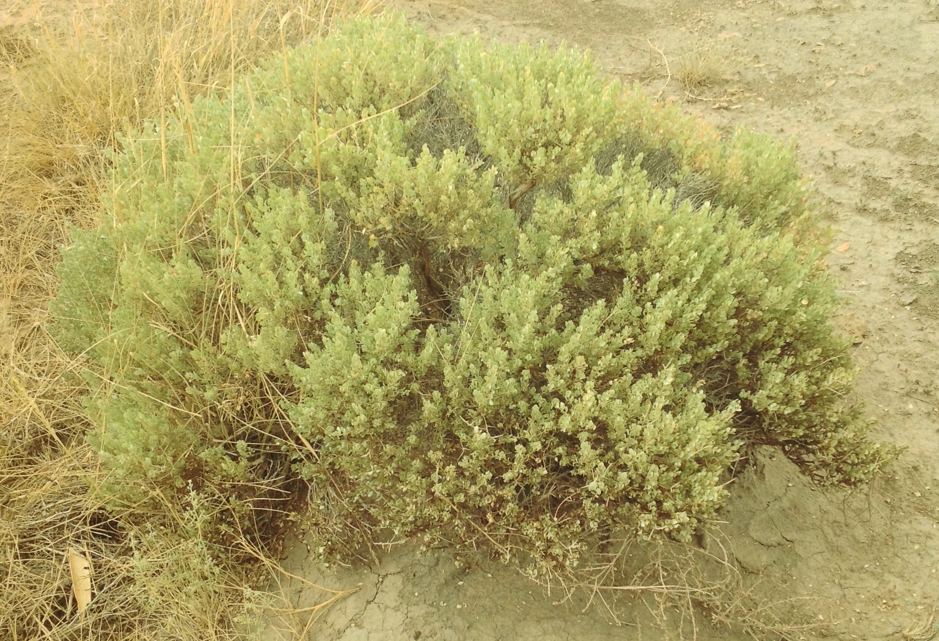 Brushy growth habit with dense branches and foliage.