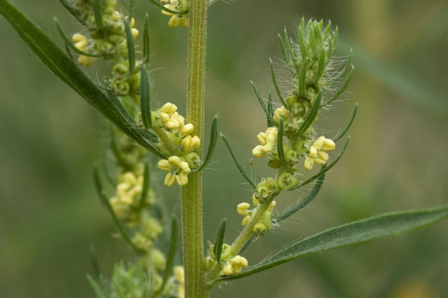 Stem showing small yellow flowers and narrow leaves