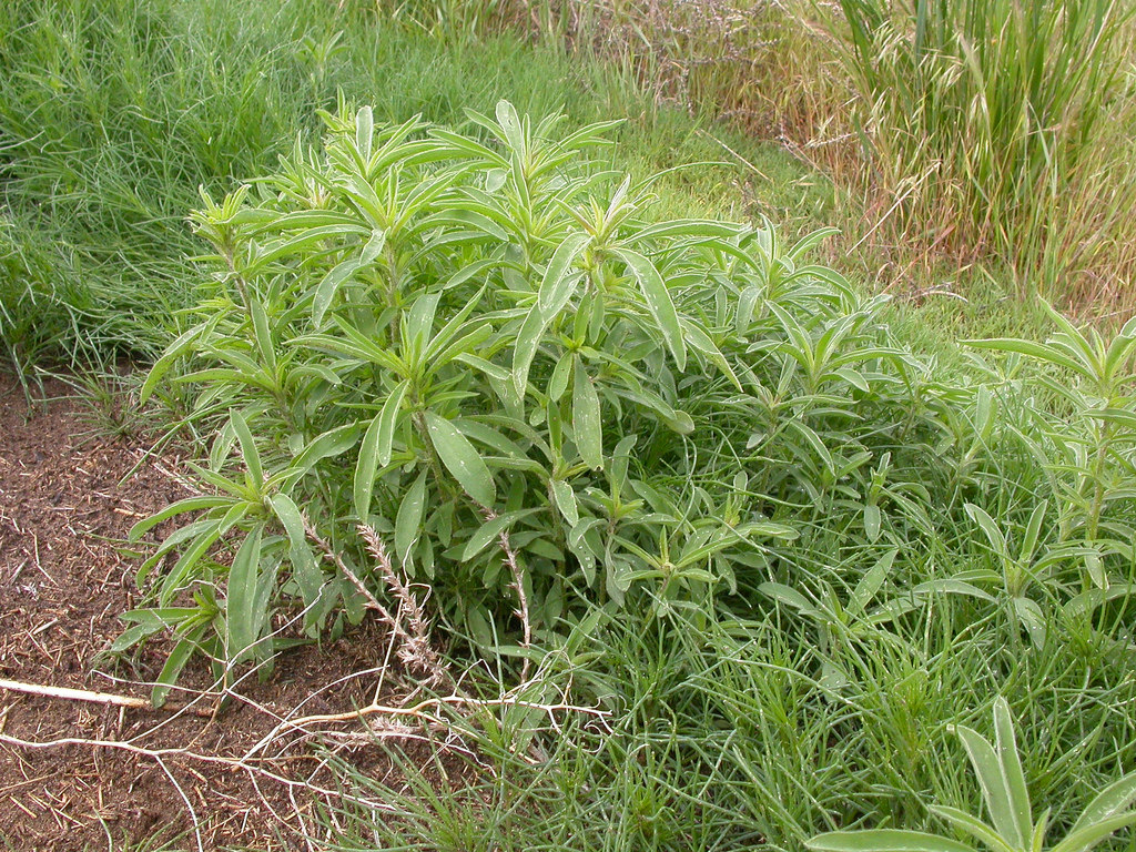 Growth habit, which is low but possesses abundant foliage