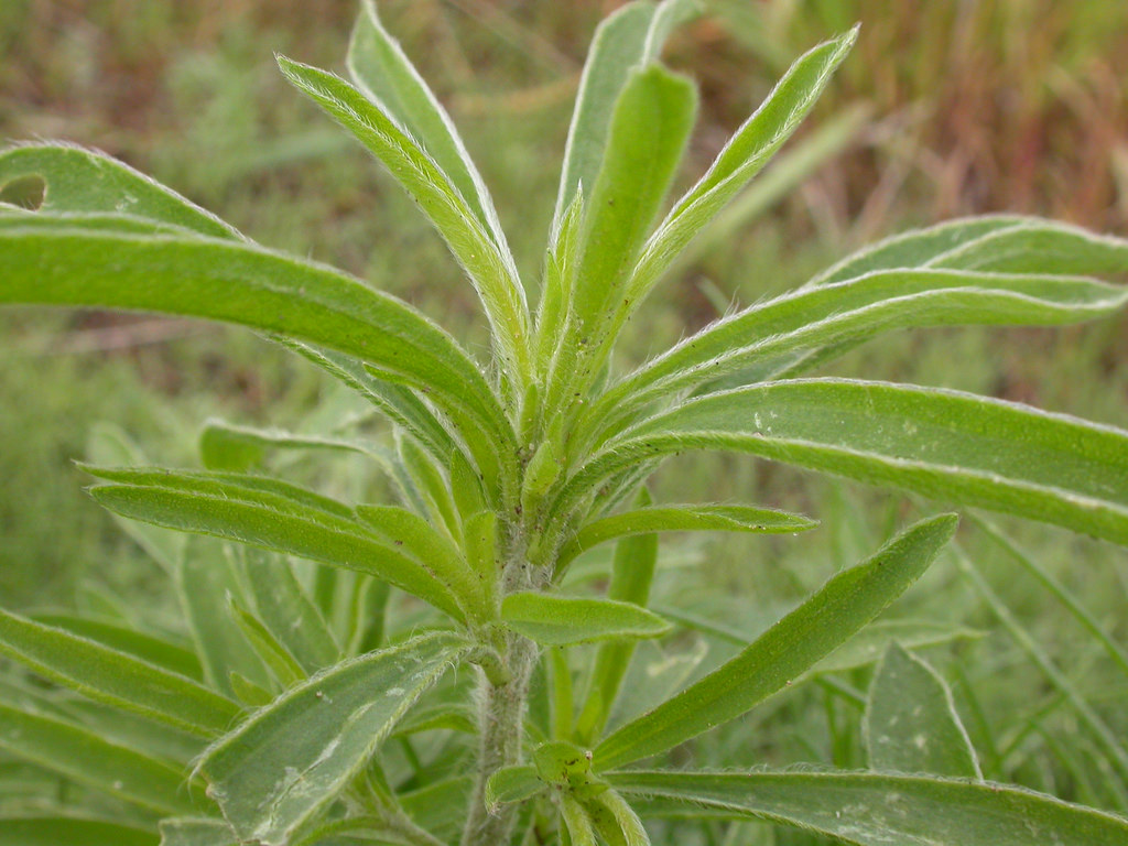 Individual stem showing foliage arrangement and elongated leaf shape