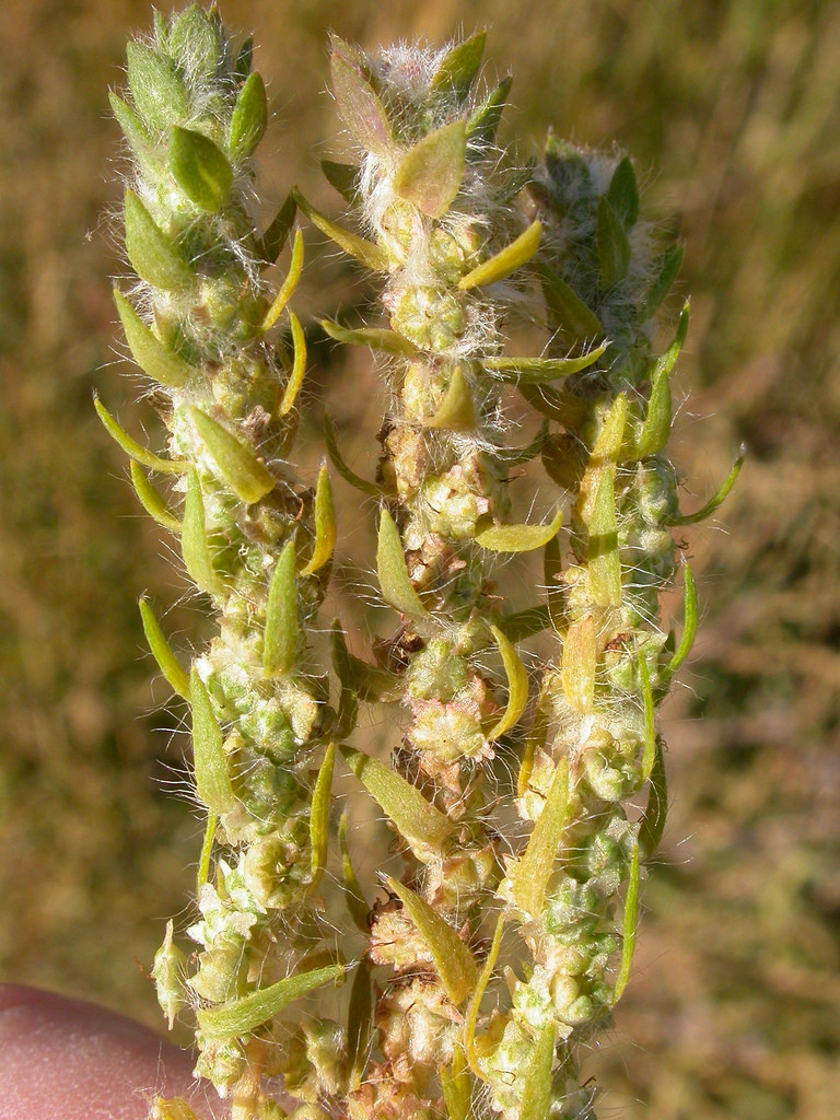 At certain stages of growth, flowers are surrounded by hairy leaves and bracts