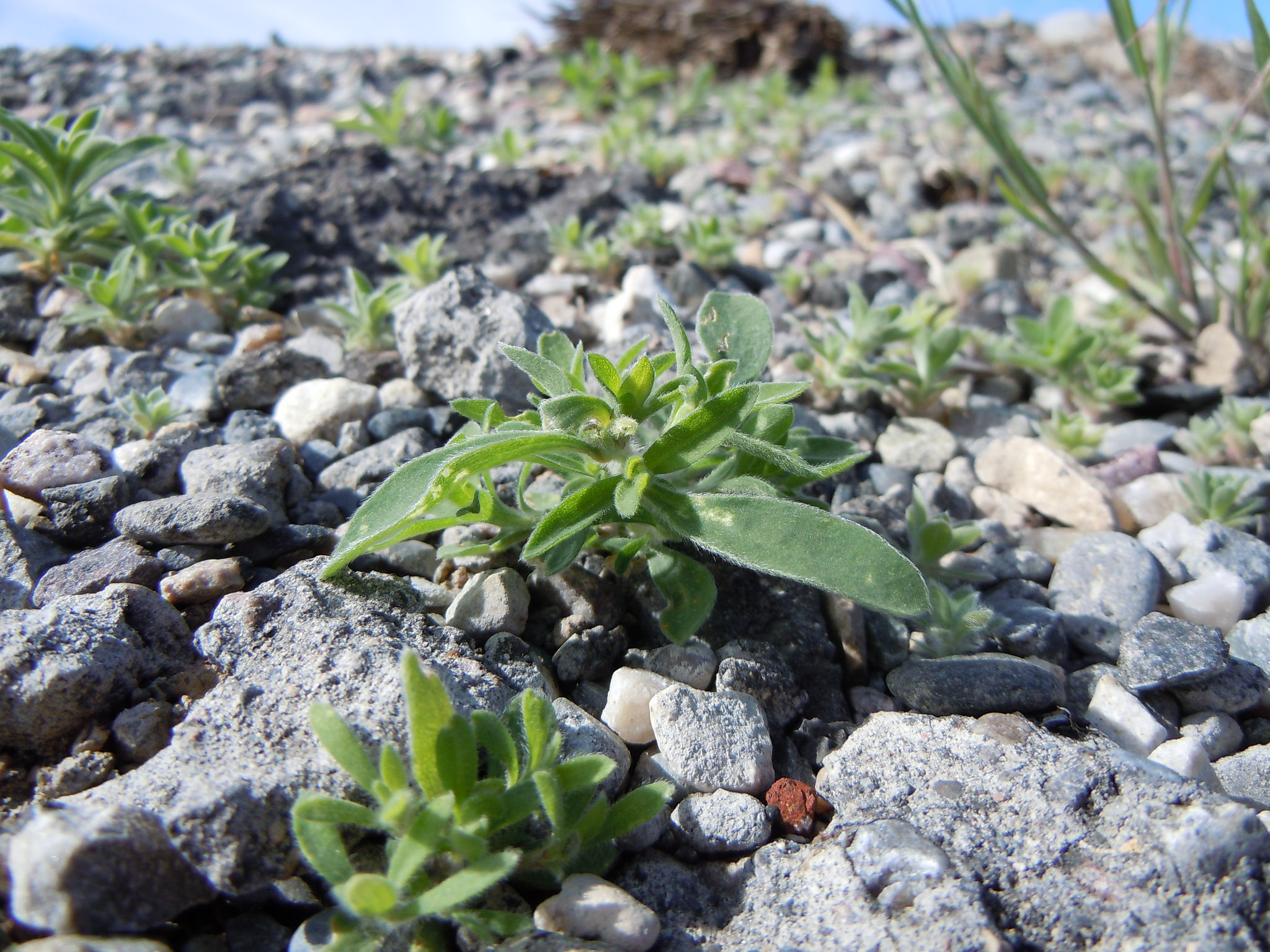 Early growth habit, just a few inches tall