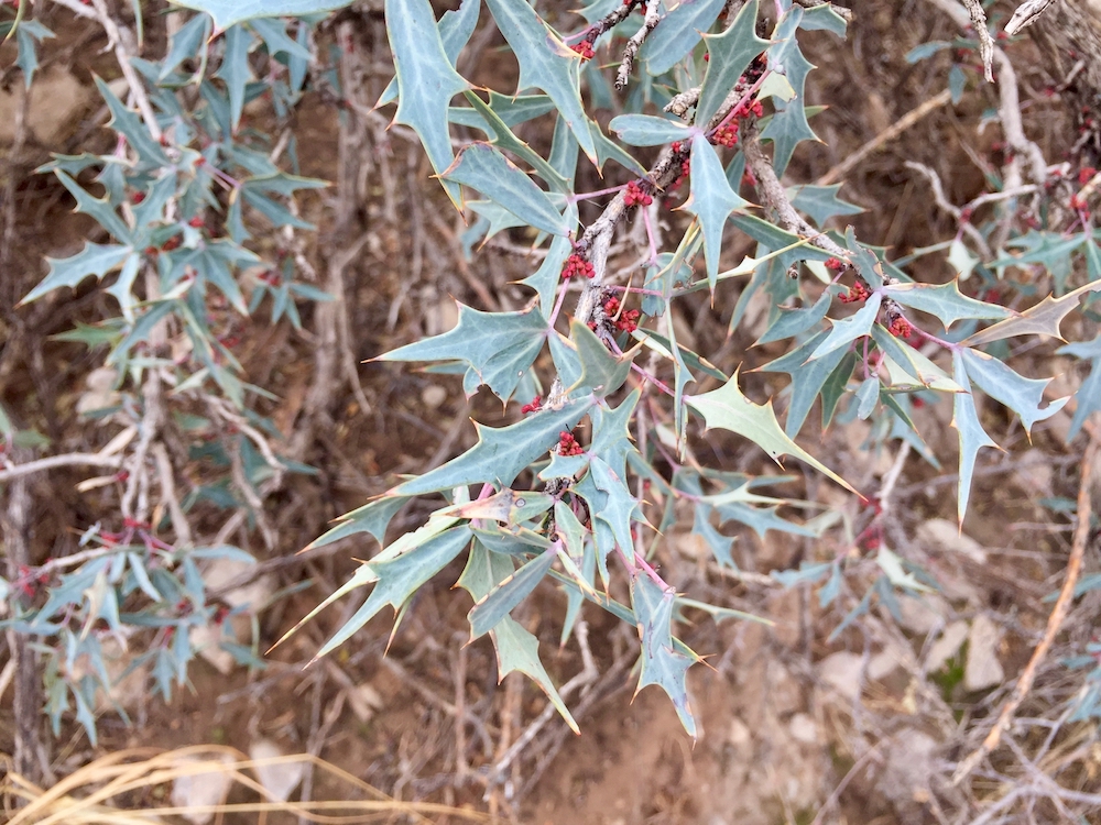 Dark green, shiny foliage and red berries