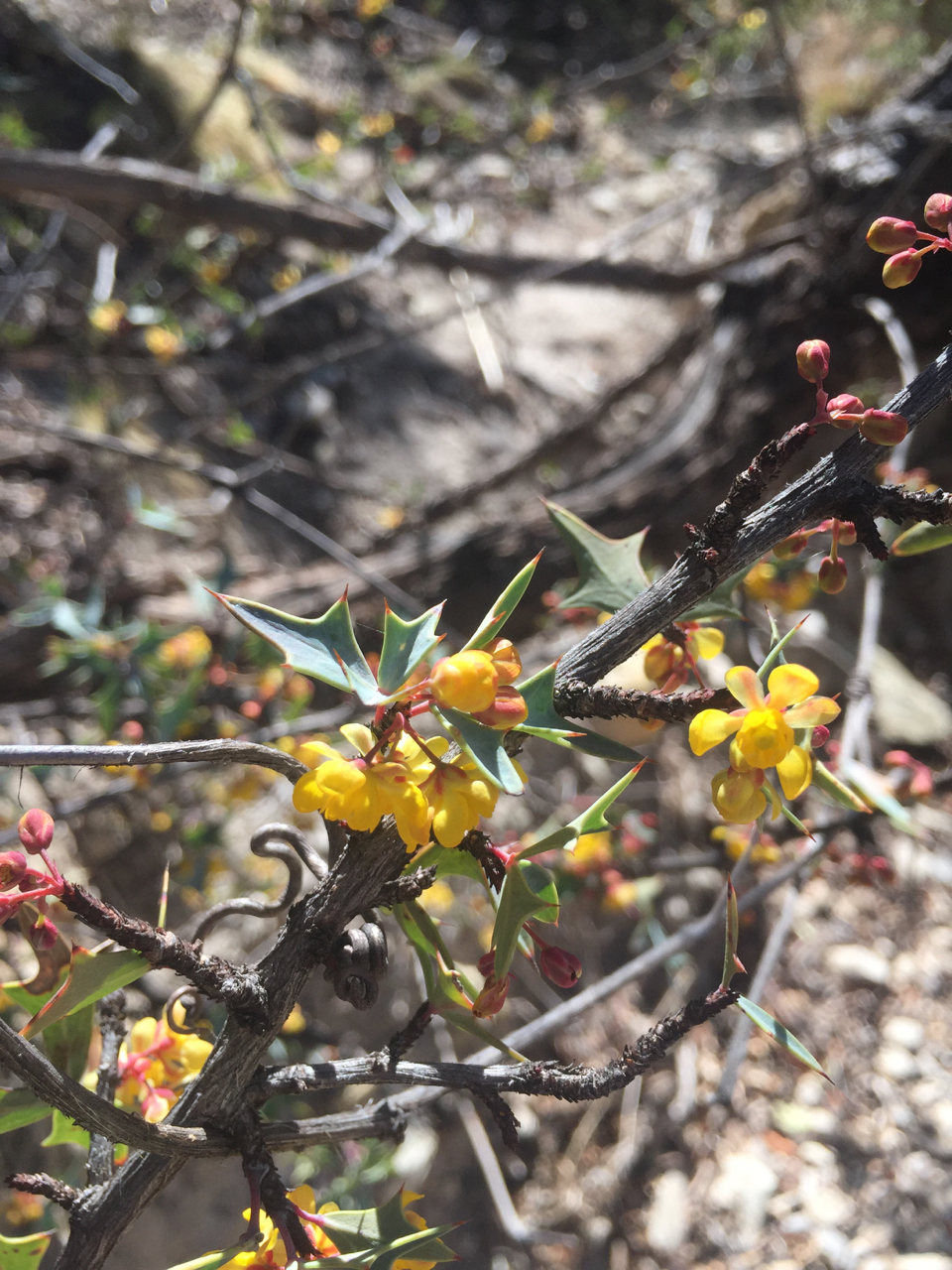 yellow flowers, green holly-like leaves on a branch