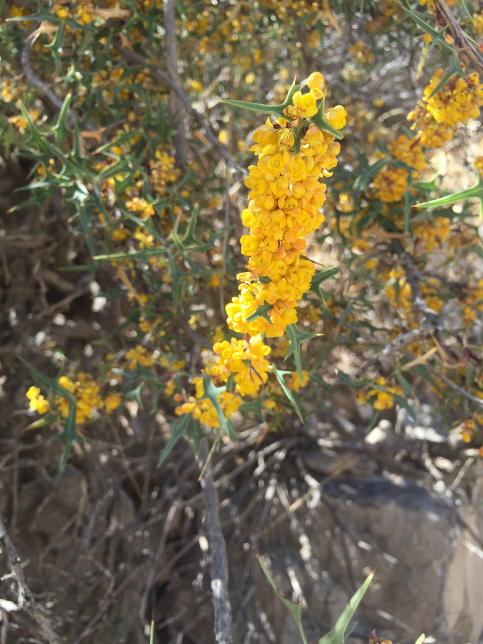 Profuse yellow flowers fill a branch