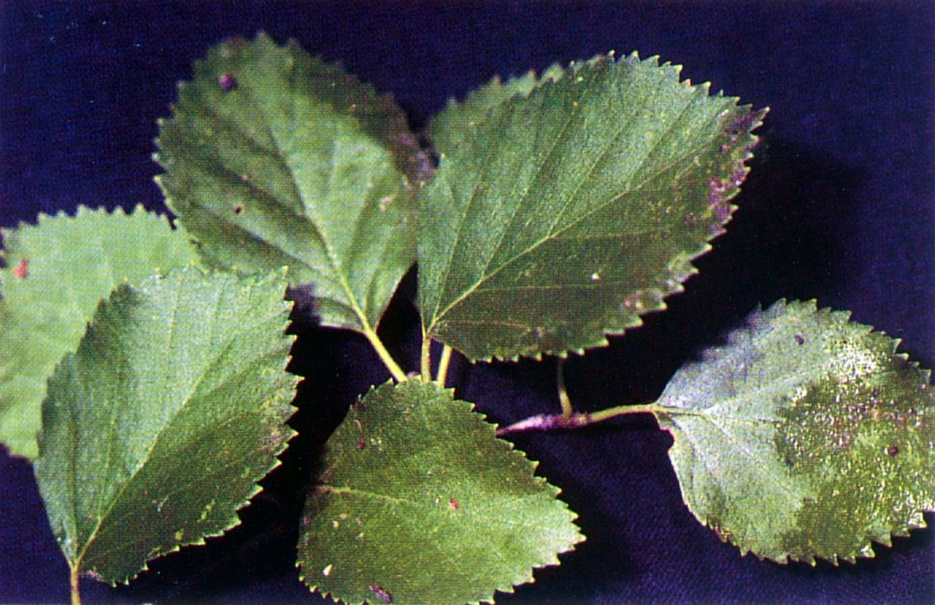 Leaves are ovate with dentate margins. Twigs are reddish.