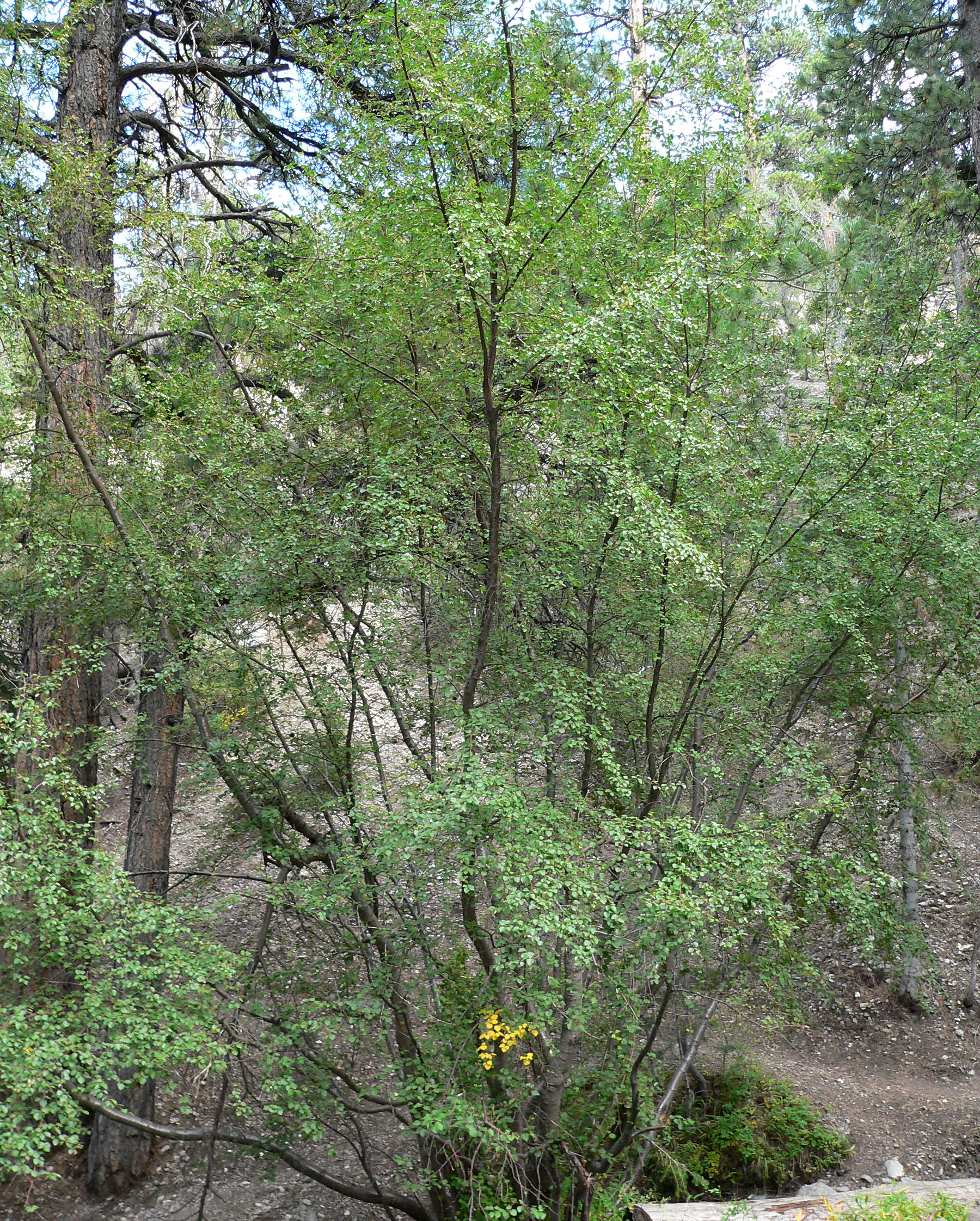 Growth habit. Tree is small in stature.