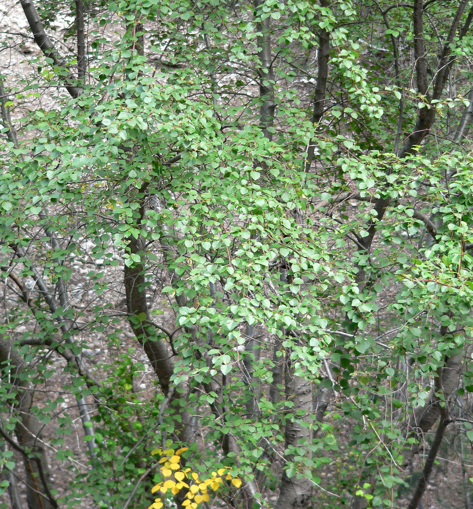 Growth habit, usually with multiple trunks